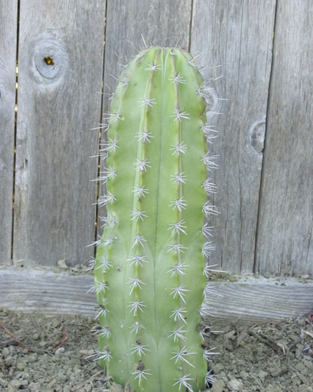Stenocereus Stellatus
