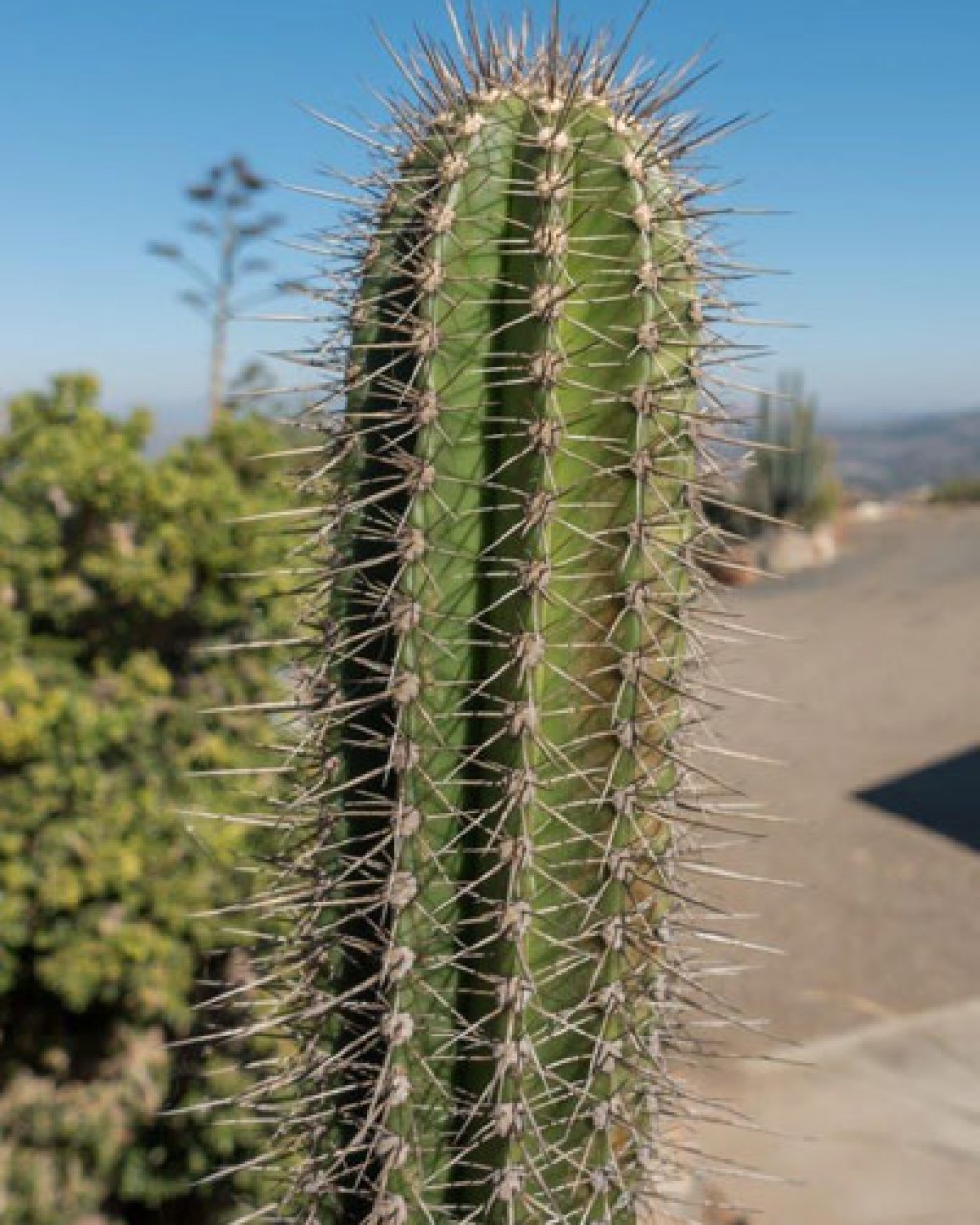 Stenocereus Yunckeri