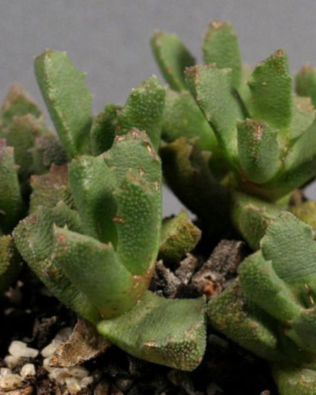 Stomatium Acutifolium