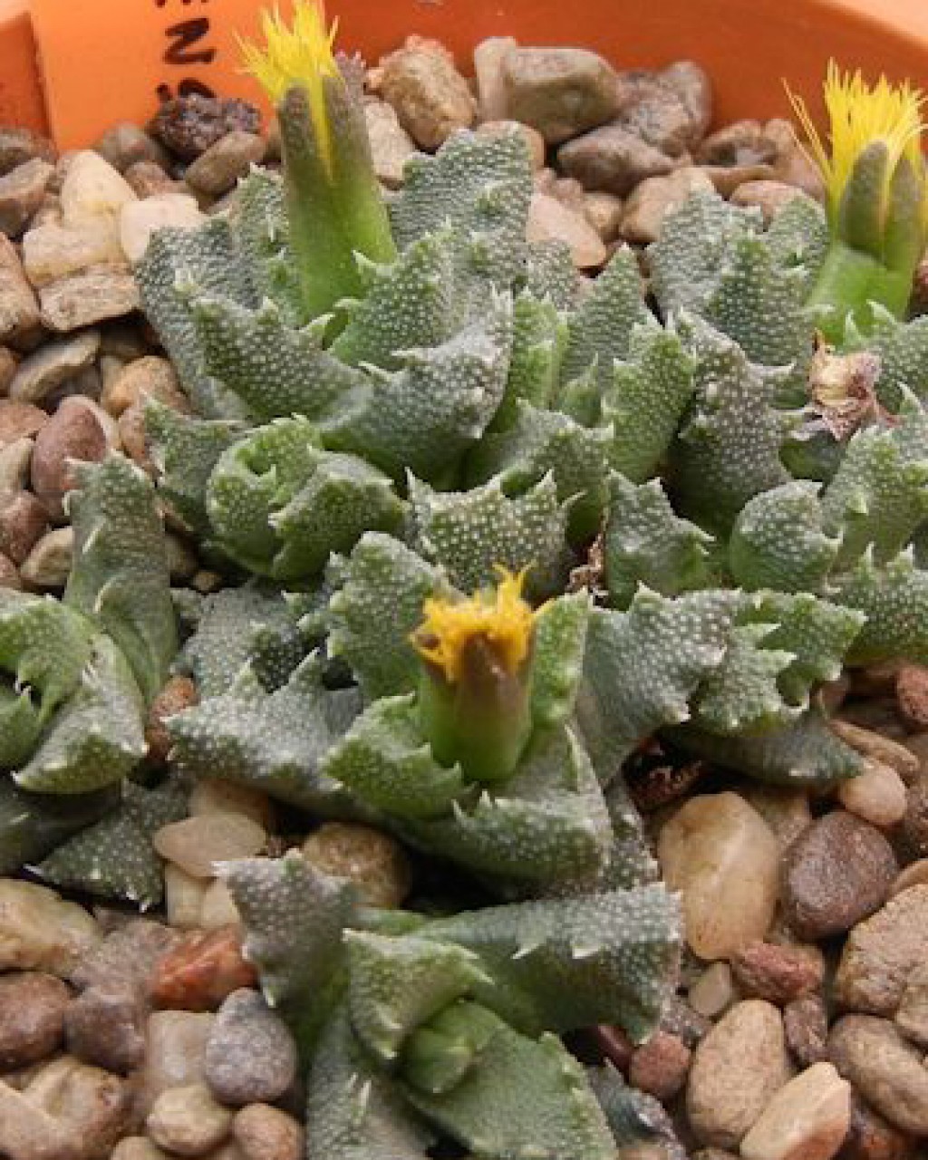 Stomatium Beaufortense