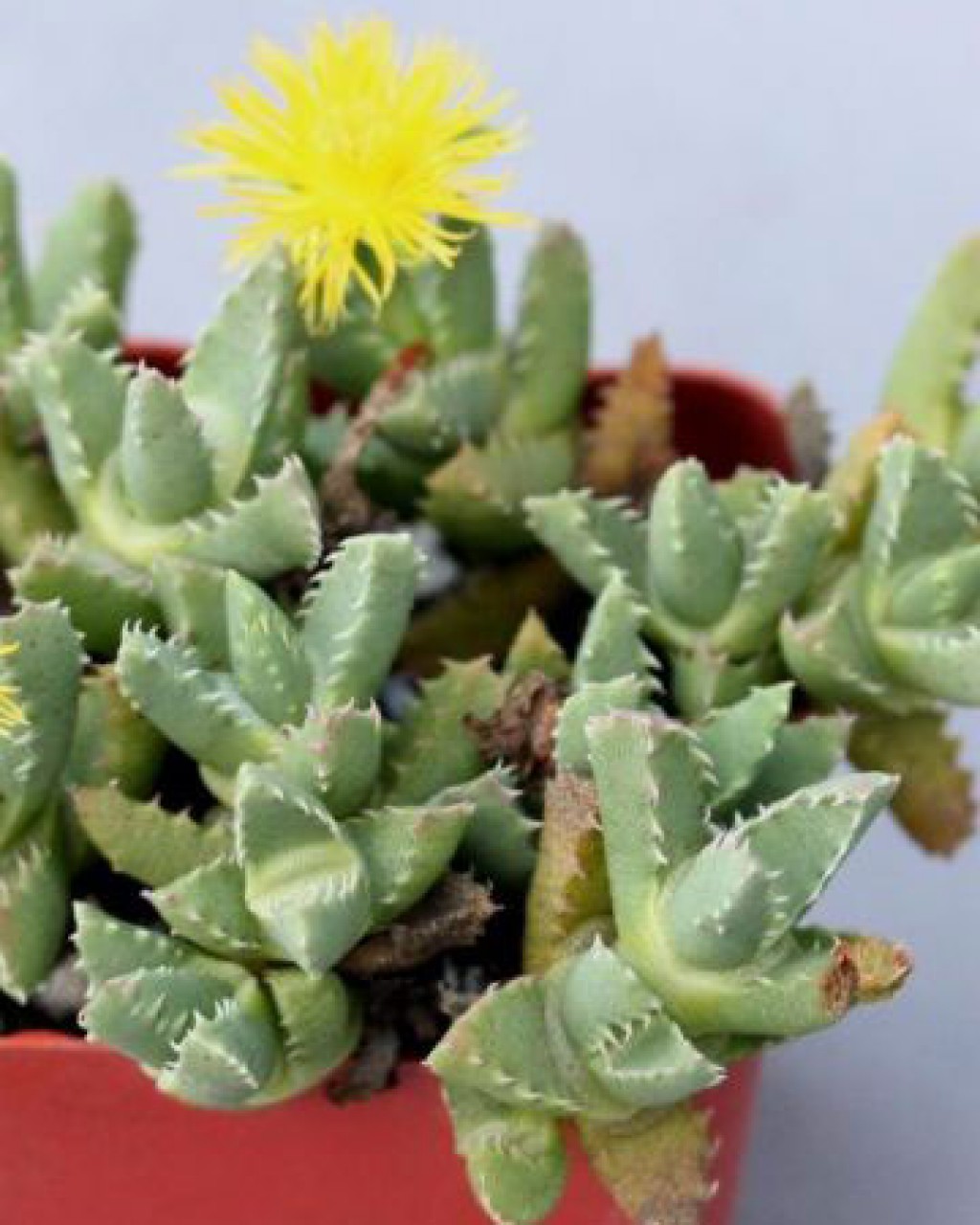 Stomatium Resedolens