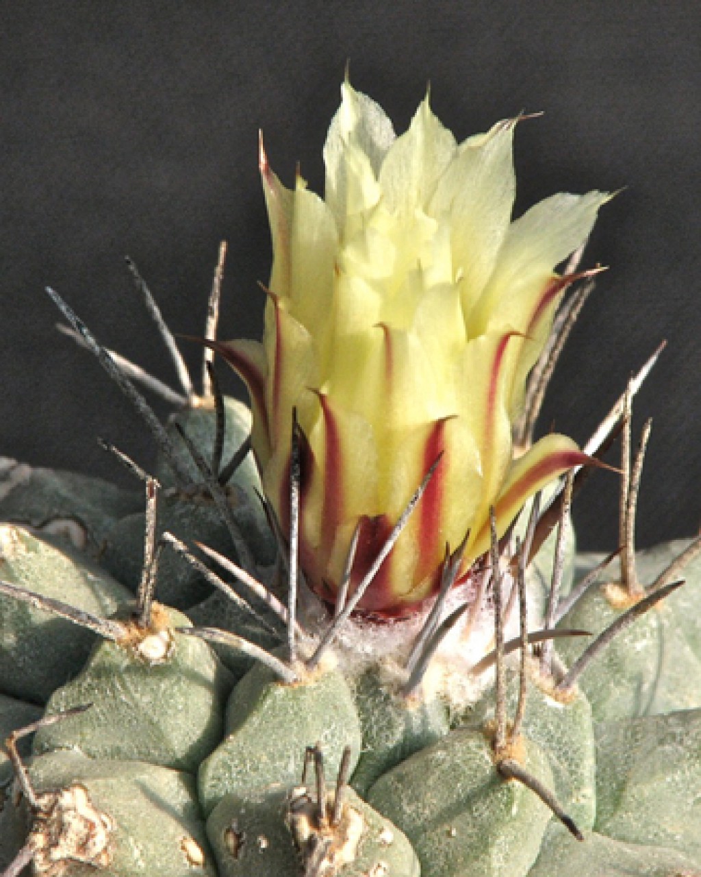 Strombocactus Corregidorae
