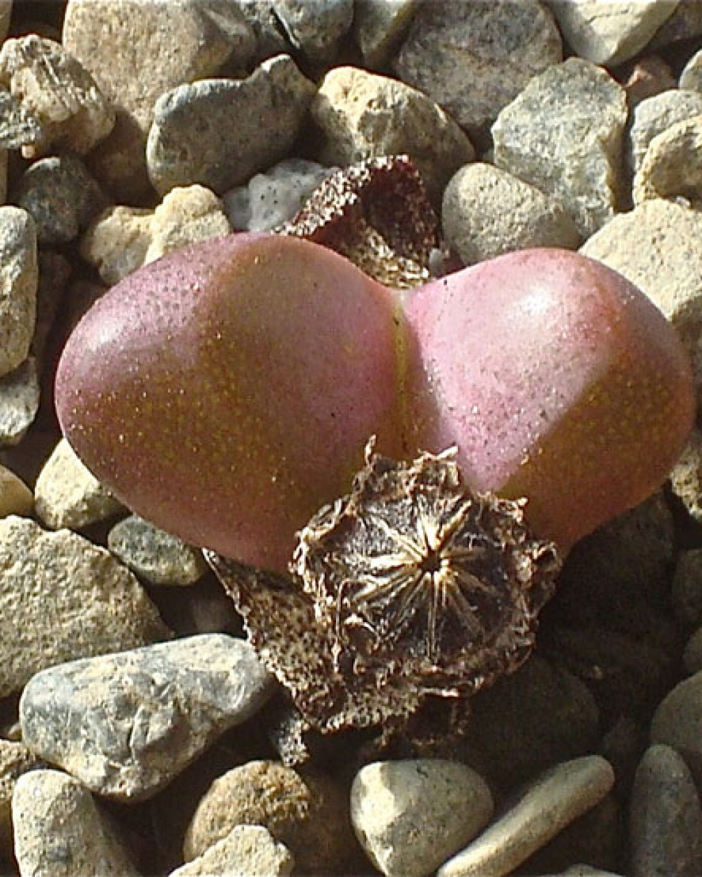 Tanquana Archeri