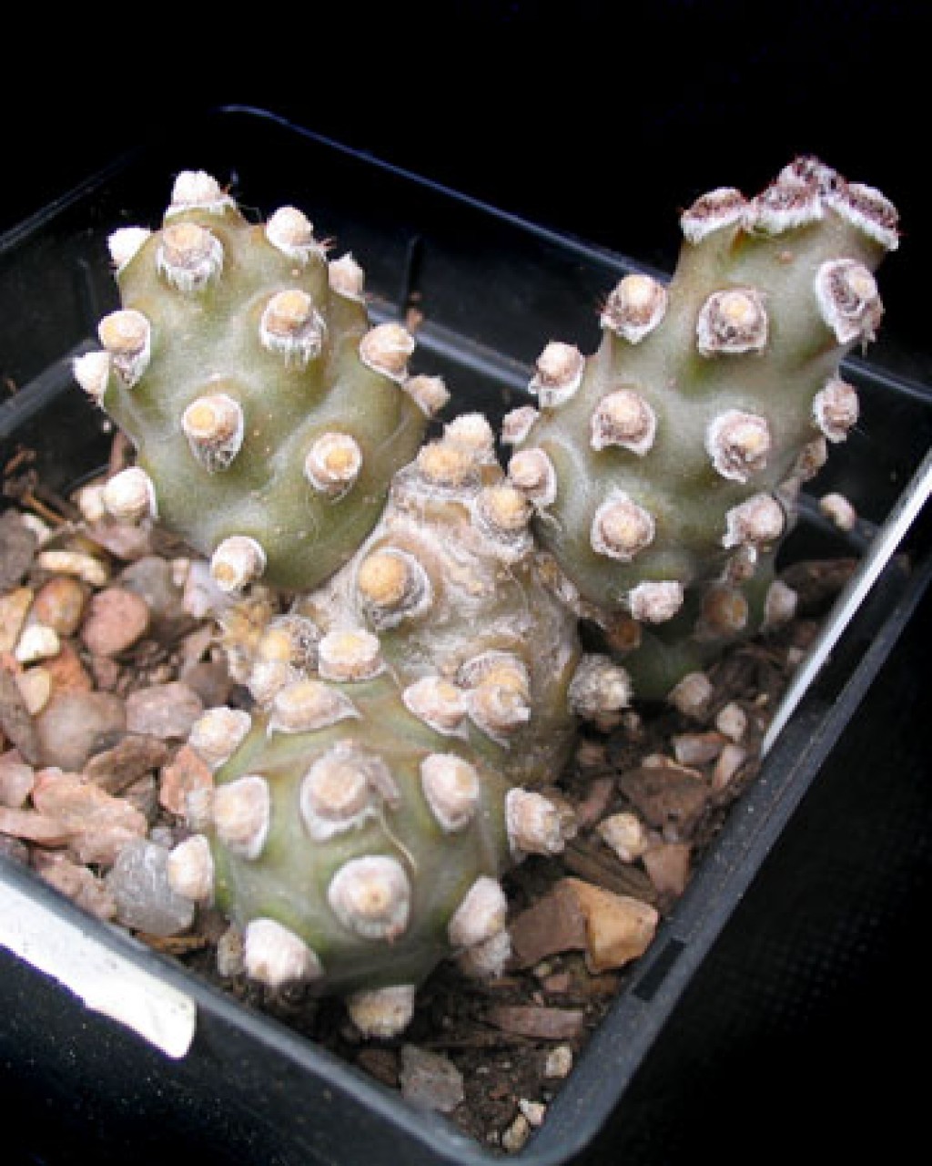 Tephrocactus Molinensis