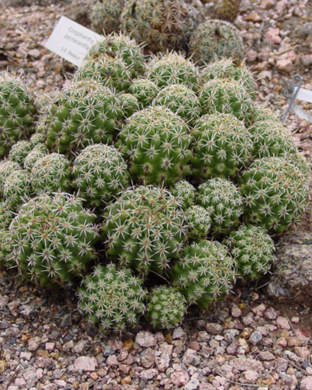 Thelocactus Leucacanthus