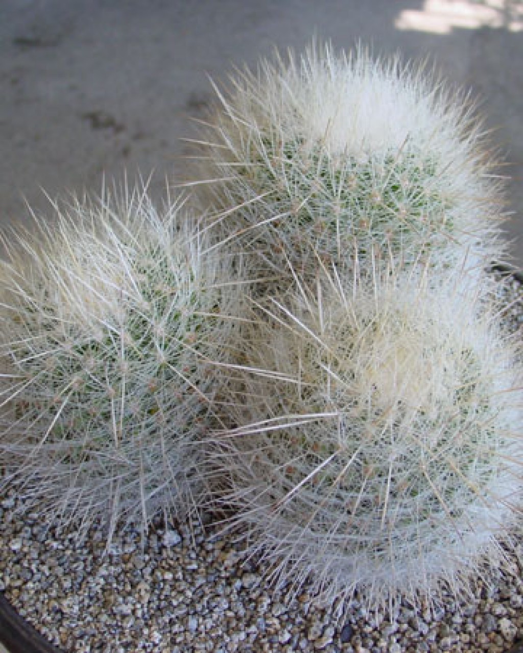 Thelocactus Macdowellii