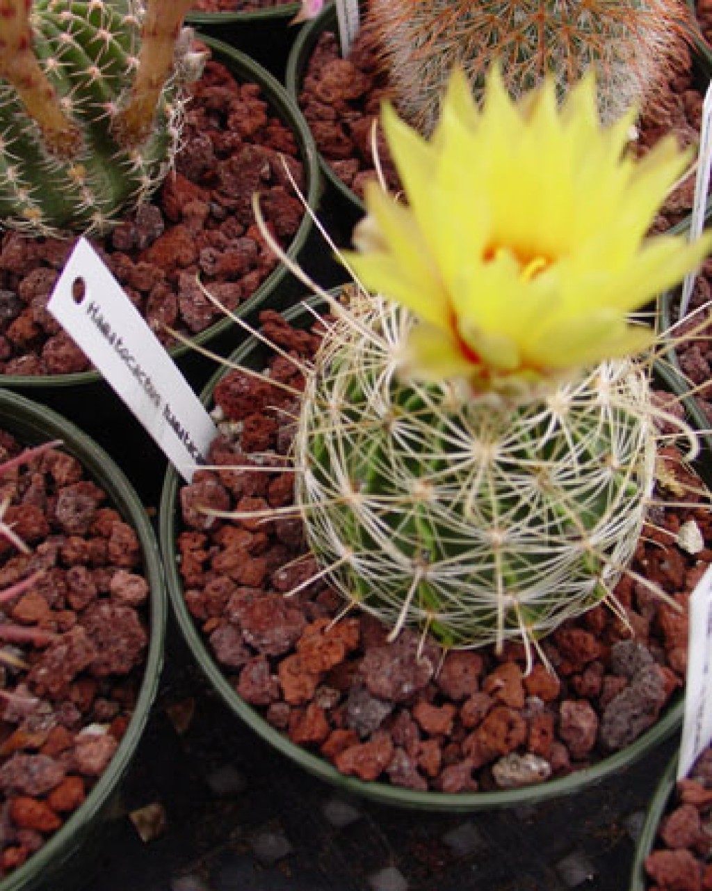 Thelocactus Setispinus