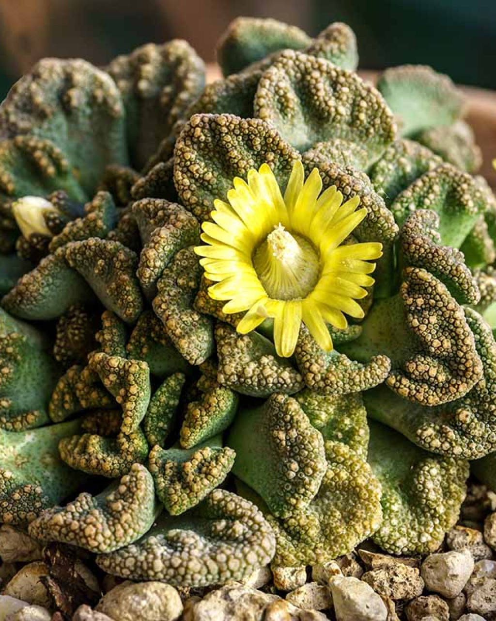 Titanopsis