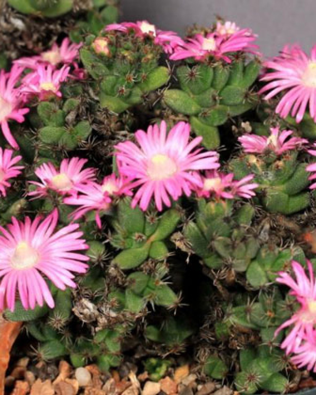 Trichodiadema Barbatum