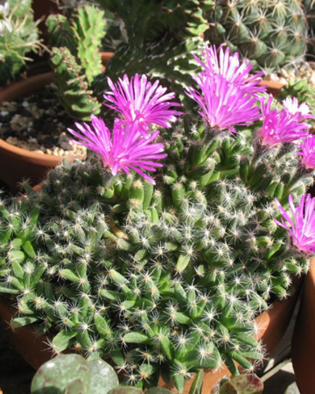 Trichodiadema Densum