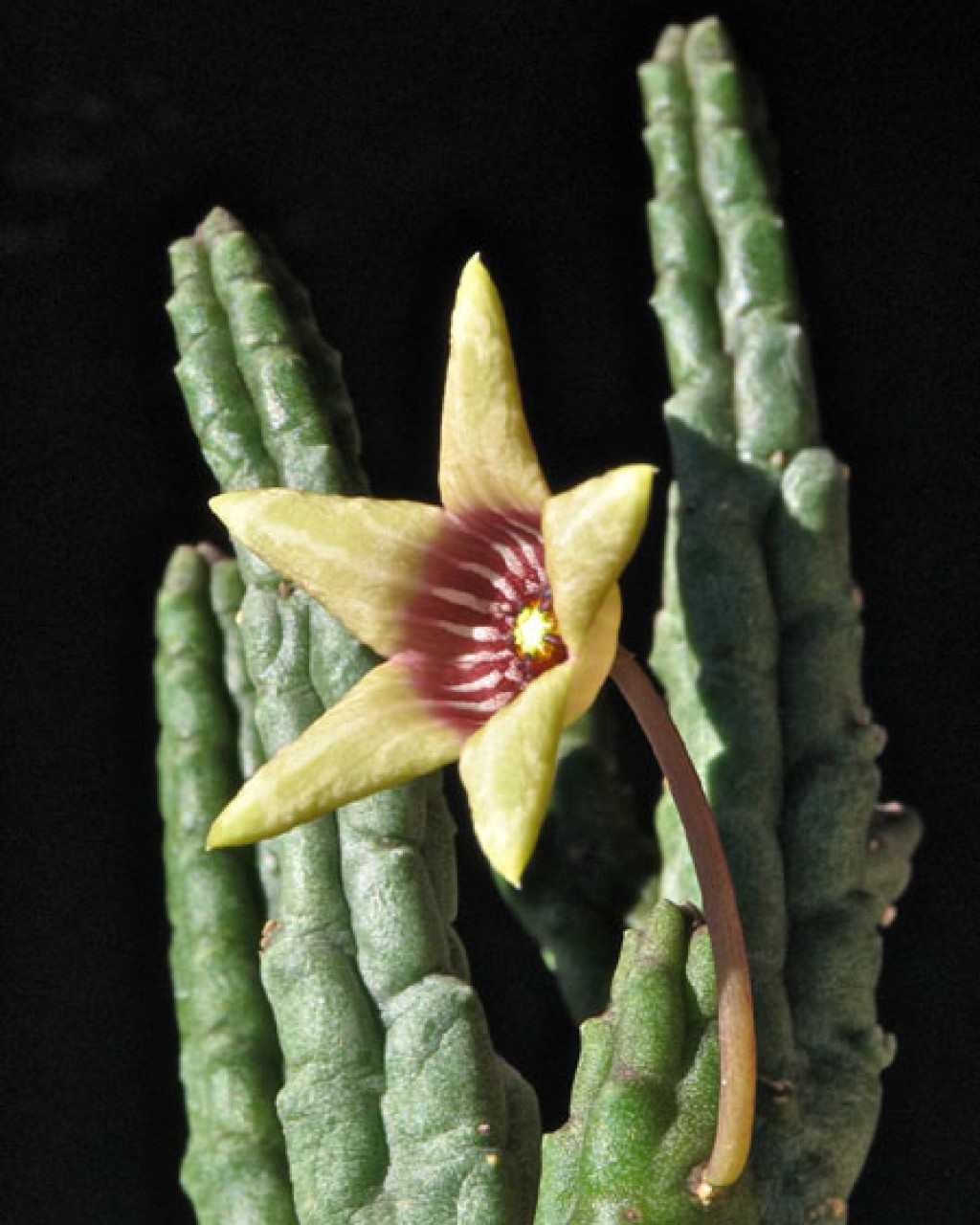 Tridentea Umdausensis