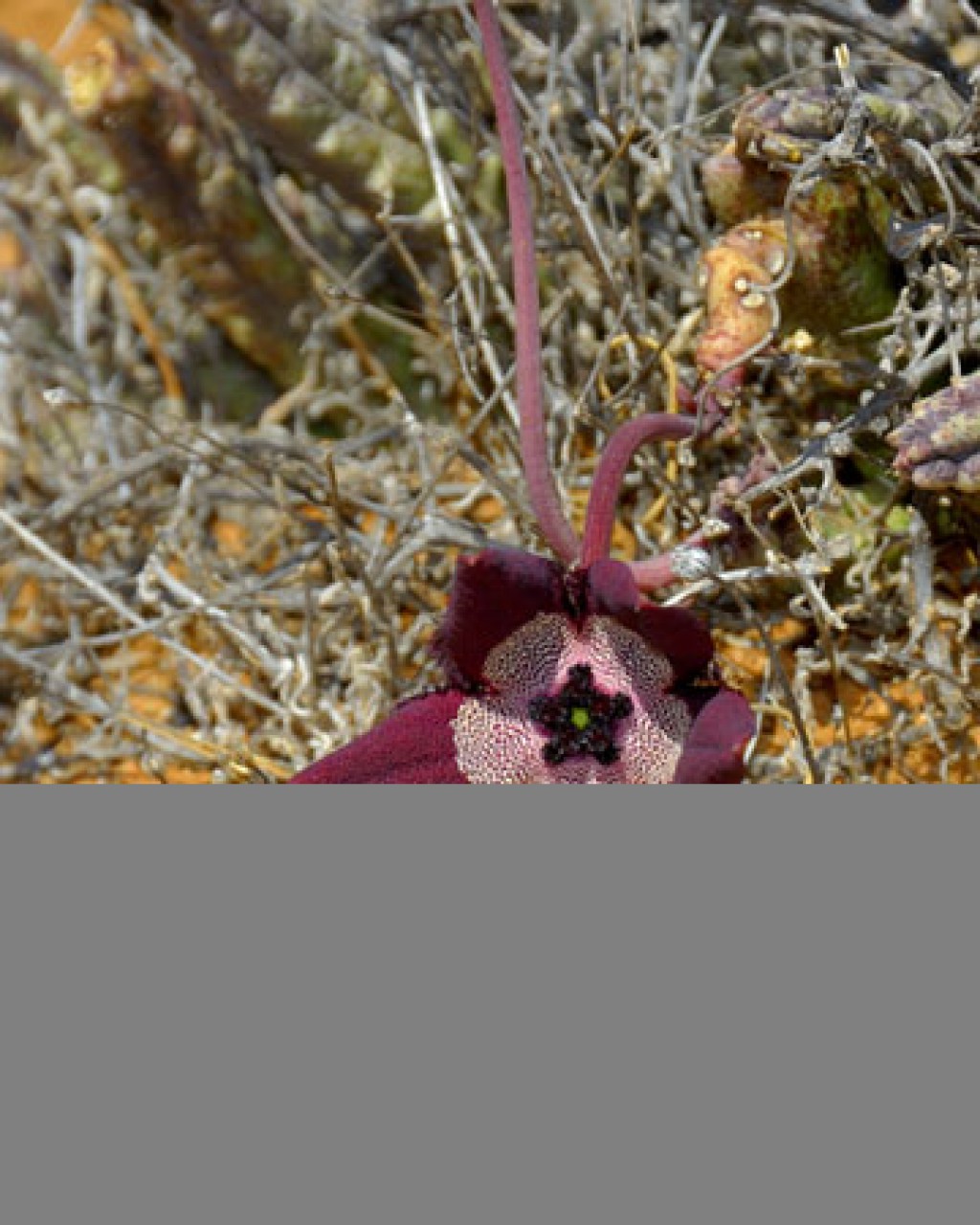 Tromotriche Longipies