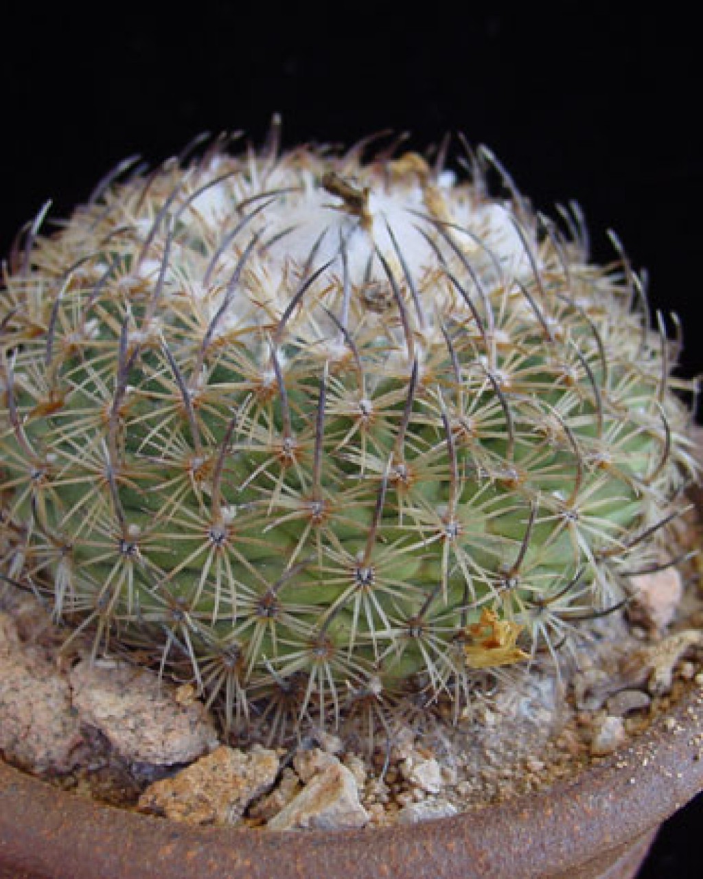 Turbinicarpus Ysabelae