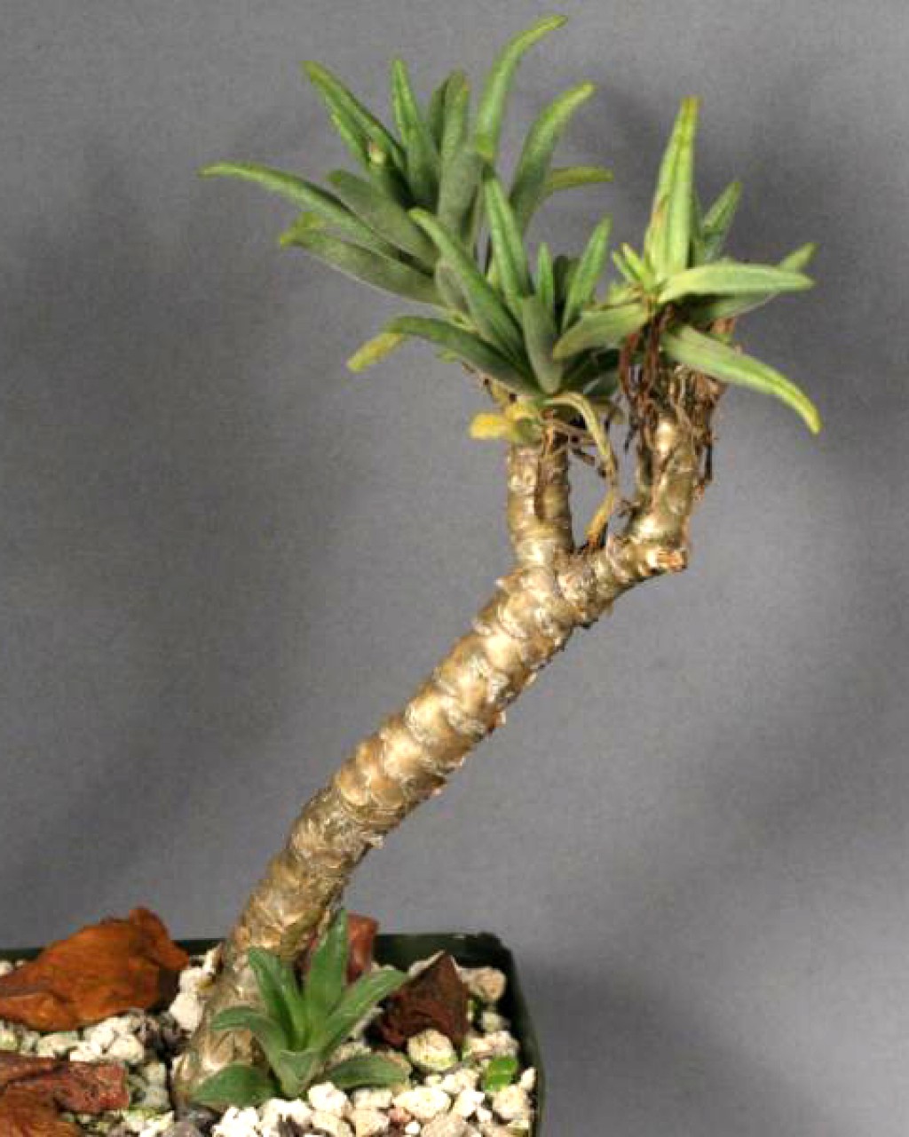 Tylecodon Racemosus