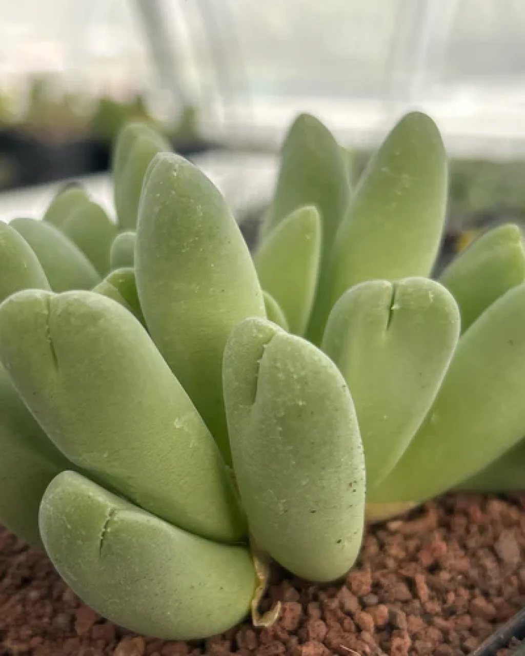 Vanheerdea divergens