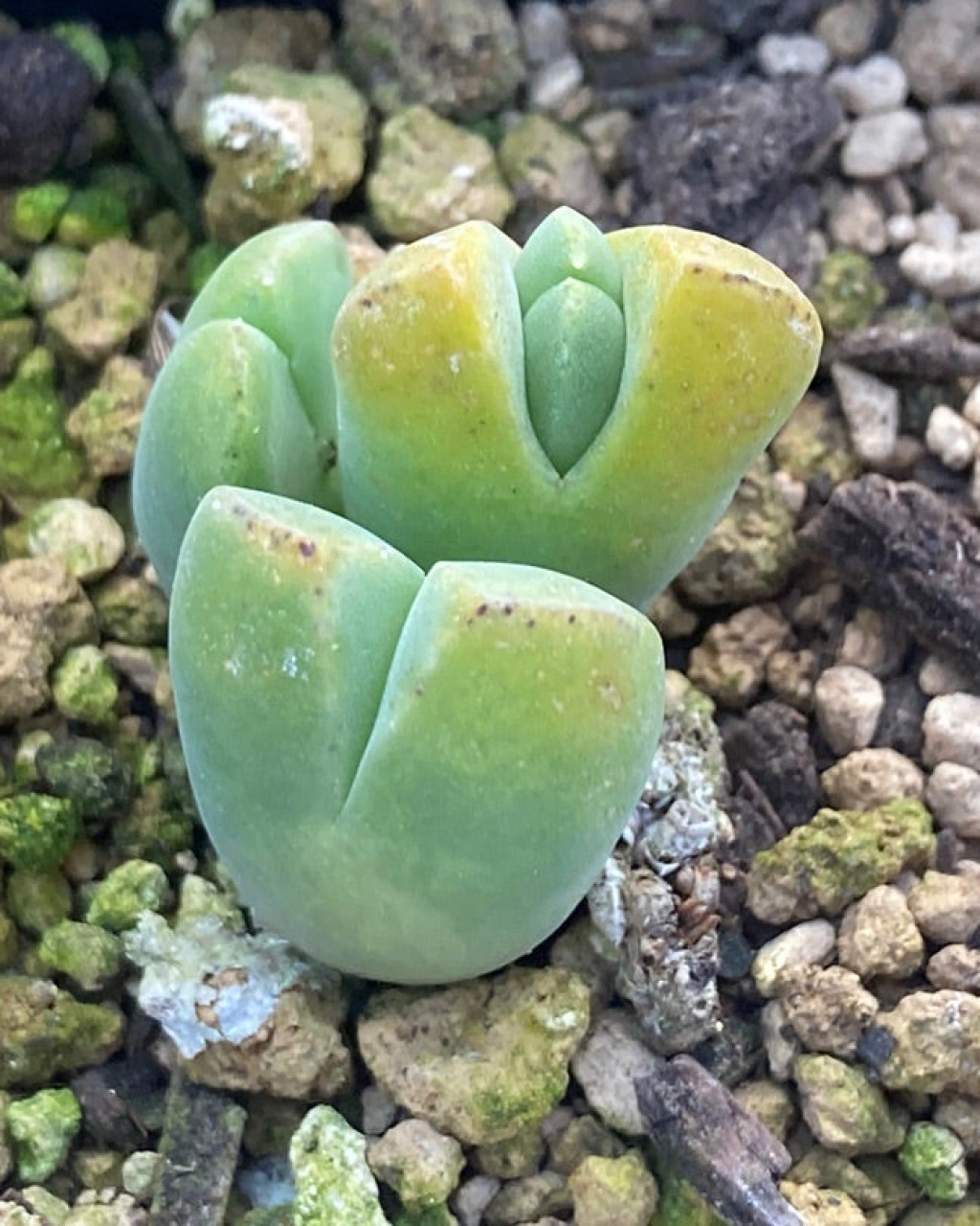 Vanheerdea primosii