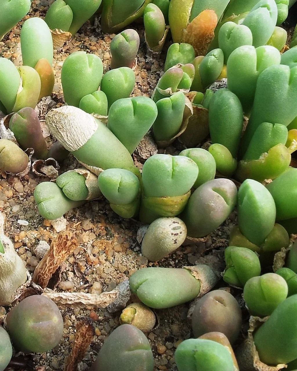 Vanheerdea roodiae