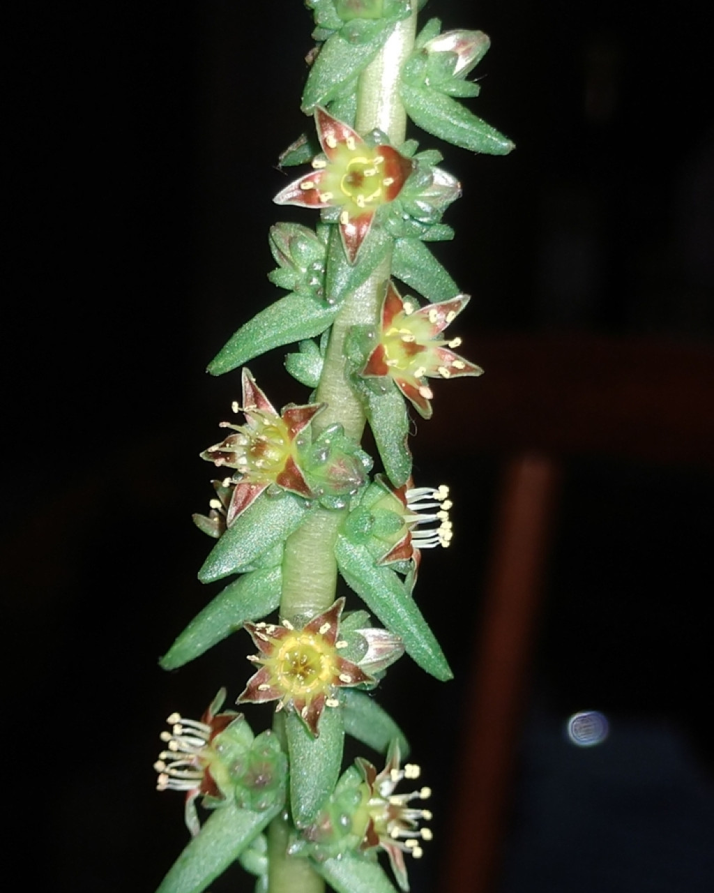 Villadia guatemalensis