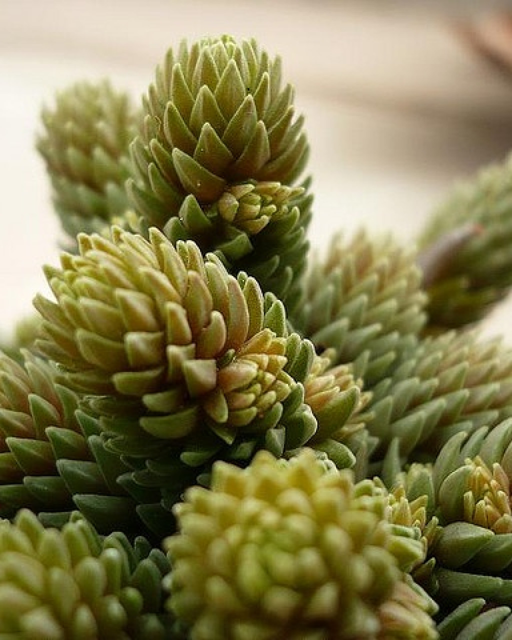 Villadia imbricata