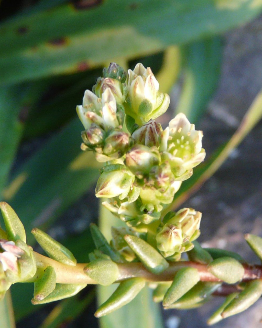 Villadia incarum