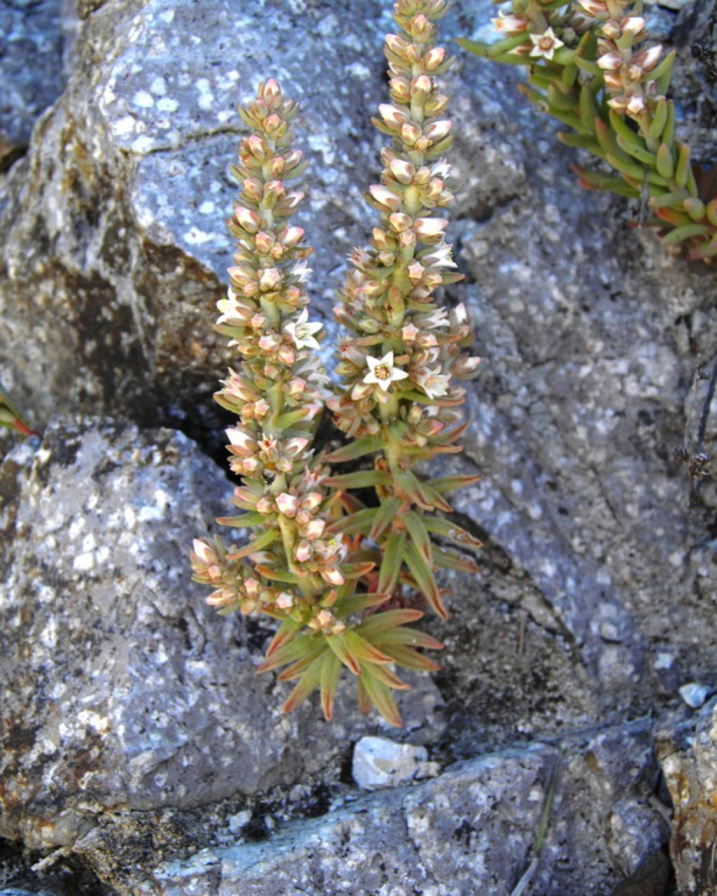 Villadia squamulosa