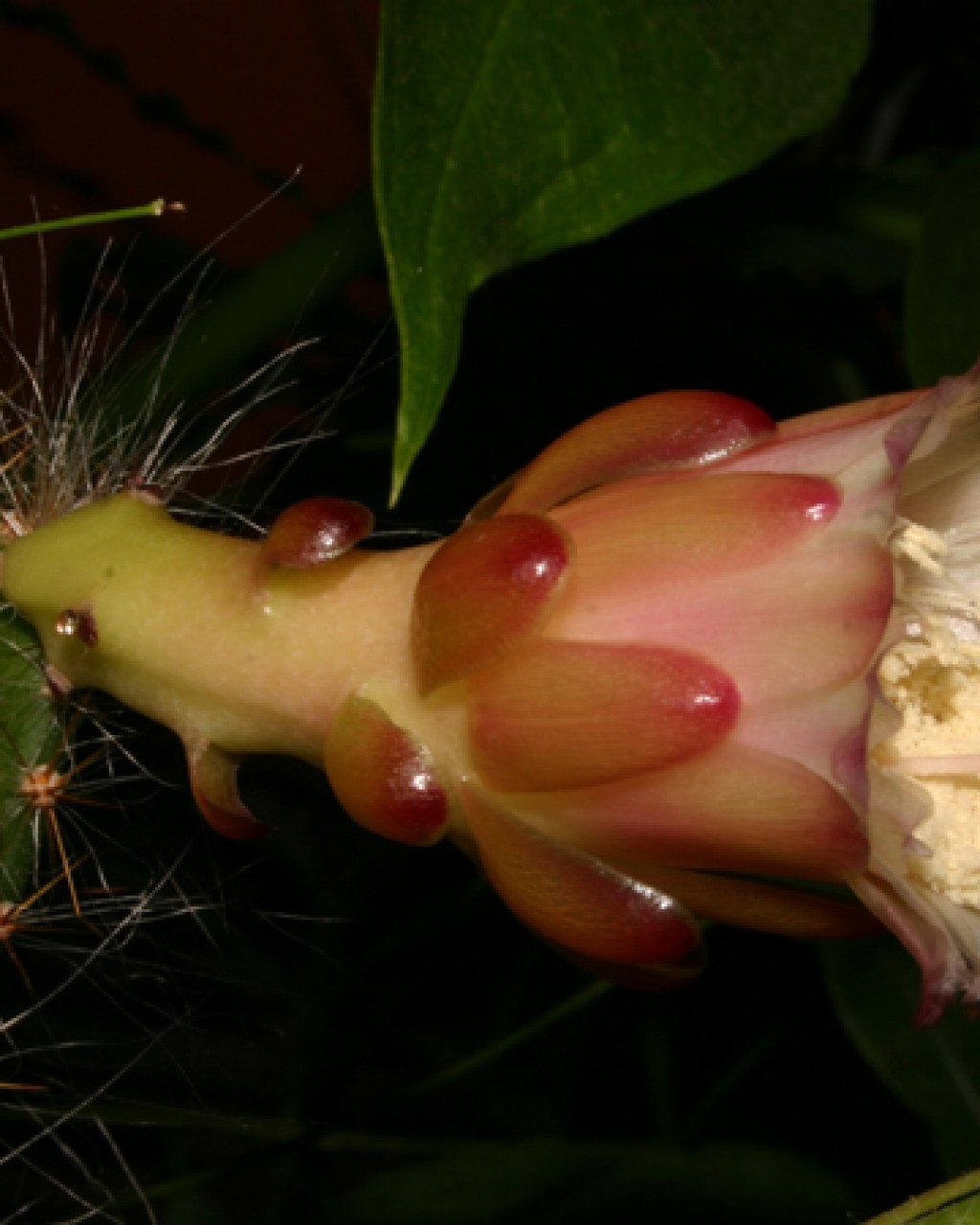 Weberocereus Frohningiorum