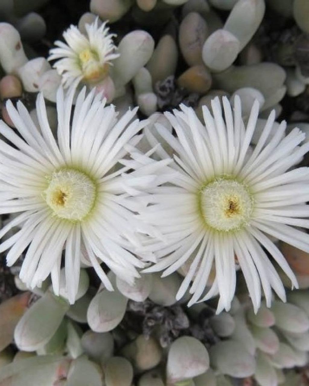 Wooleya farinosa