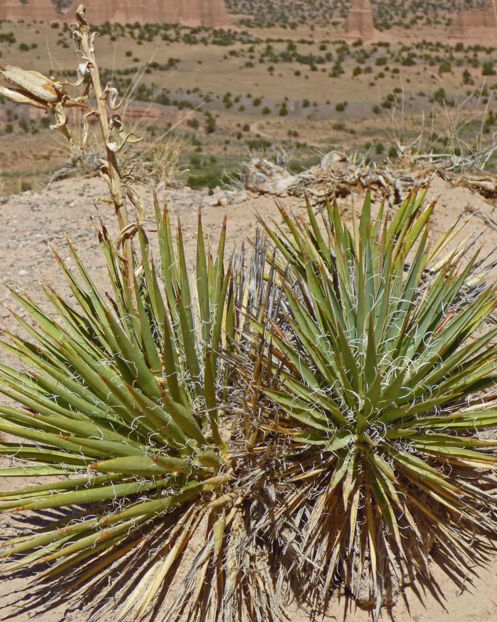 Yucca angustissima