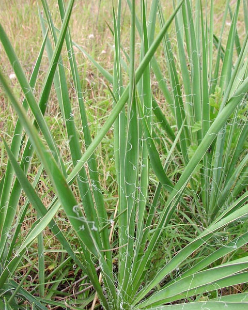 Yucca arkansana