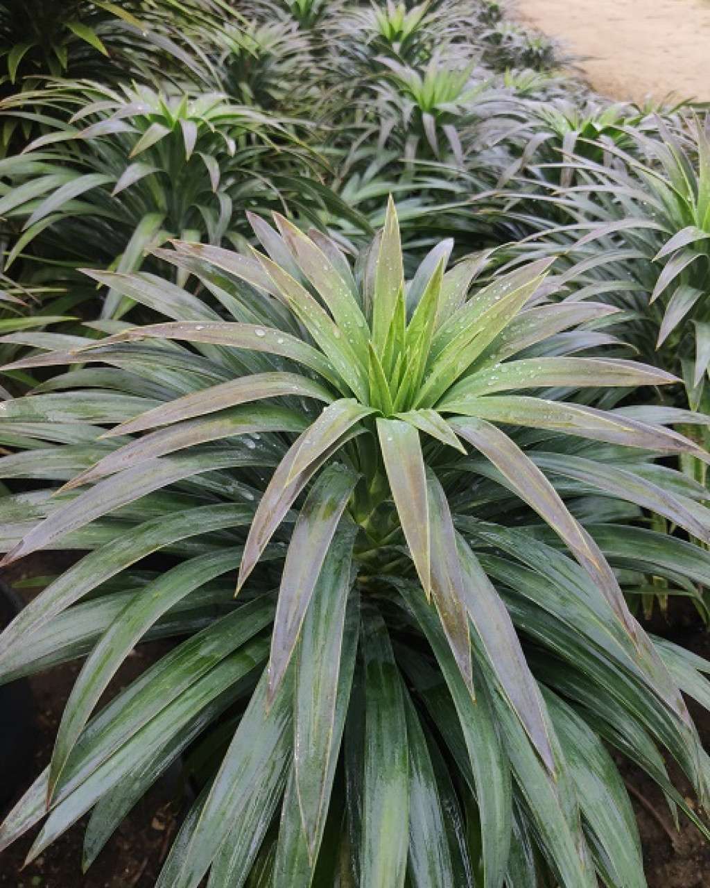 Yucca desmetiana