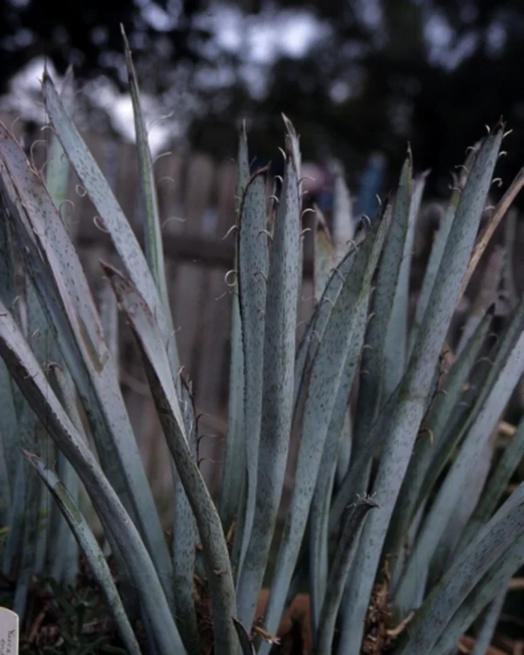 Yucca endlichiana