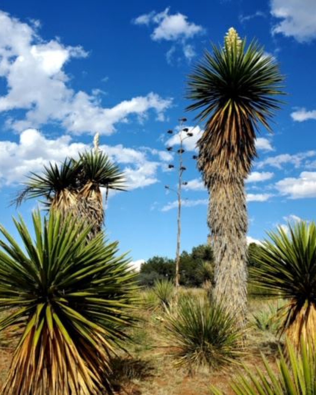 Yucca faxoniana