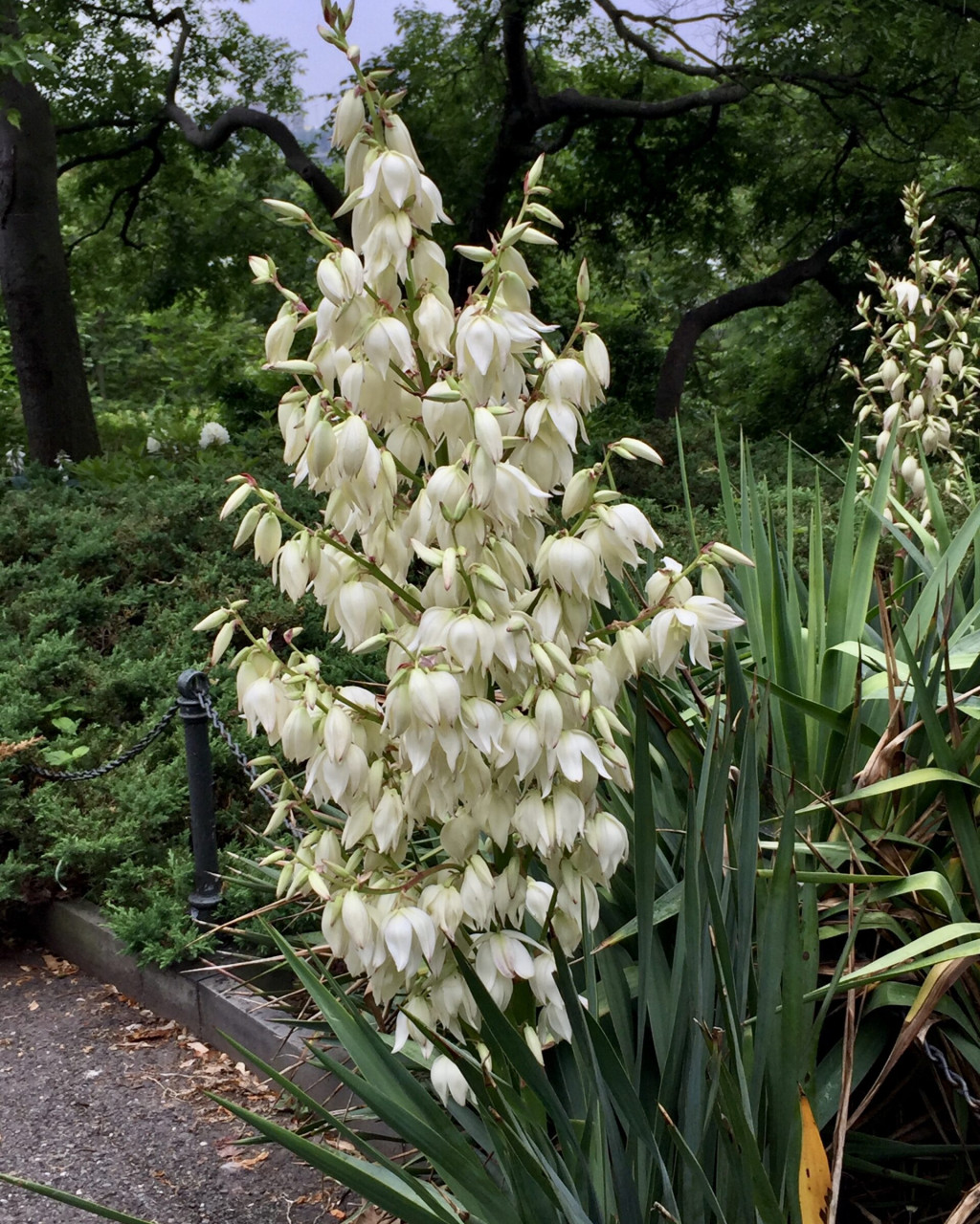 Yucca filamentosa