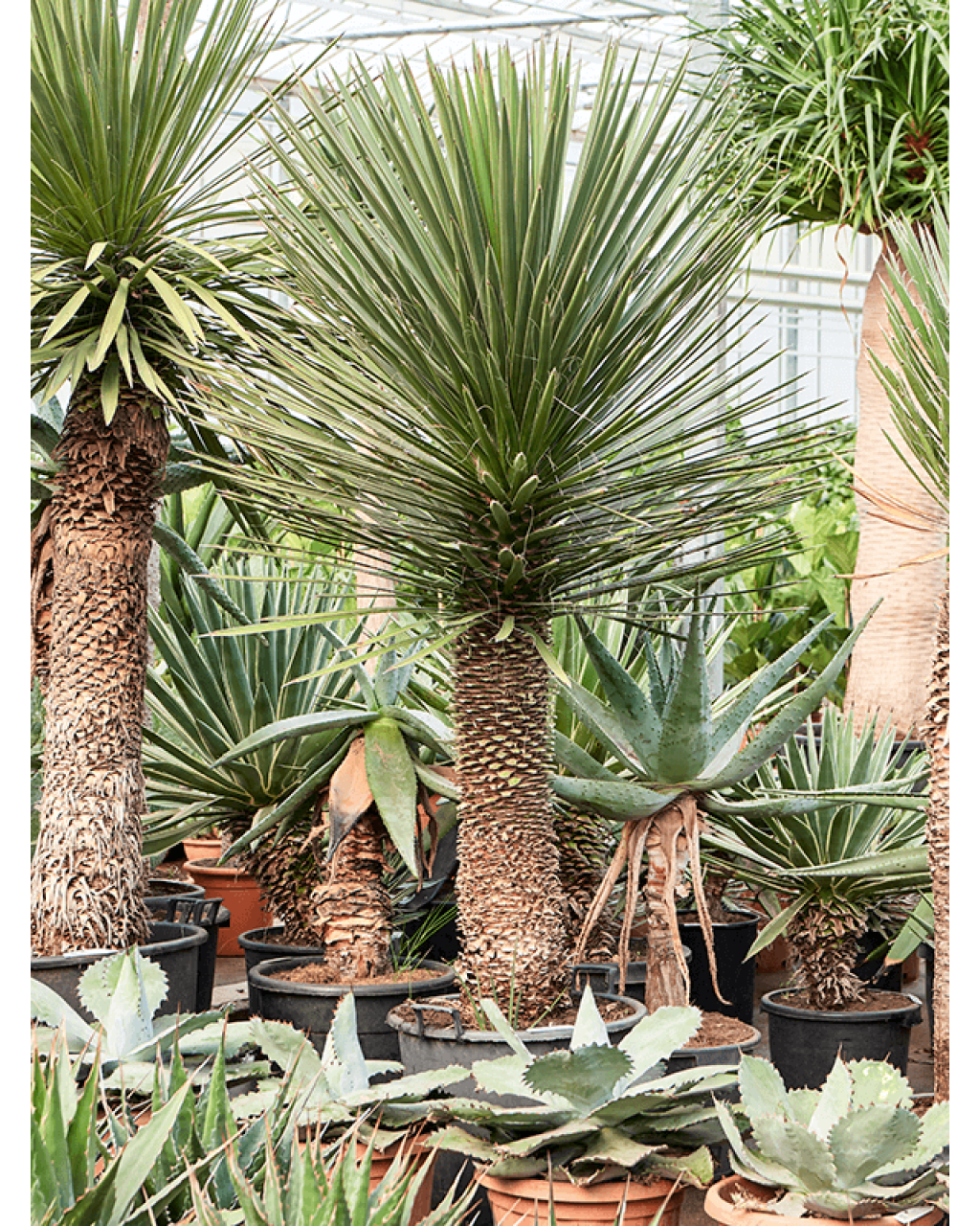 Yucca filifera