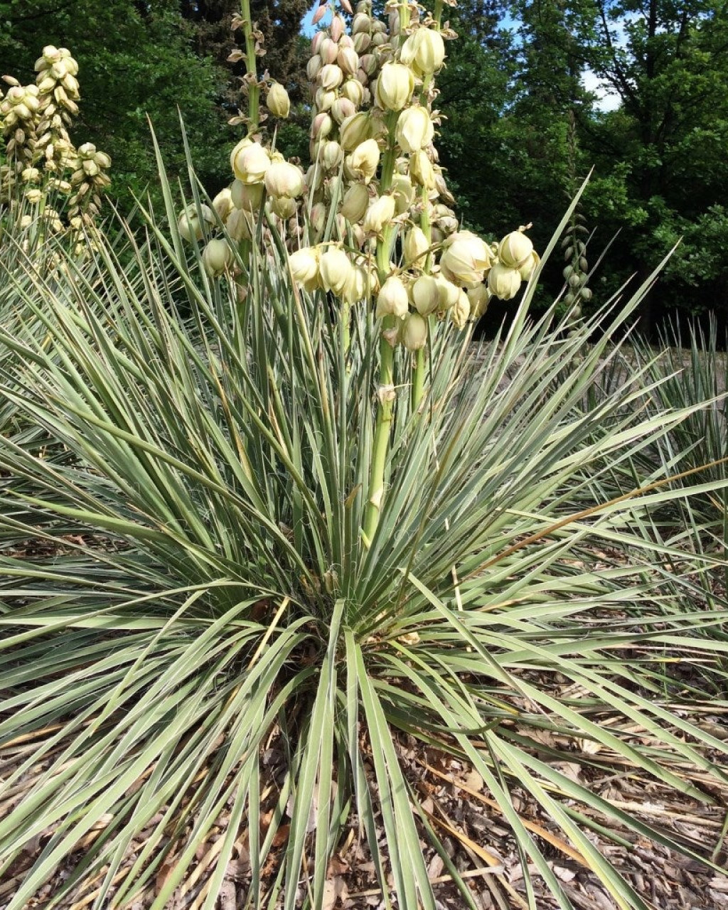 Yucca glauca