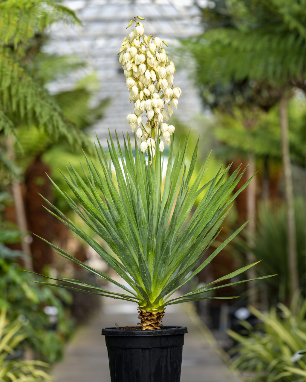 Yucca gloriosa