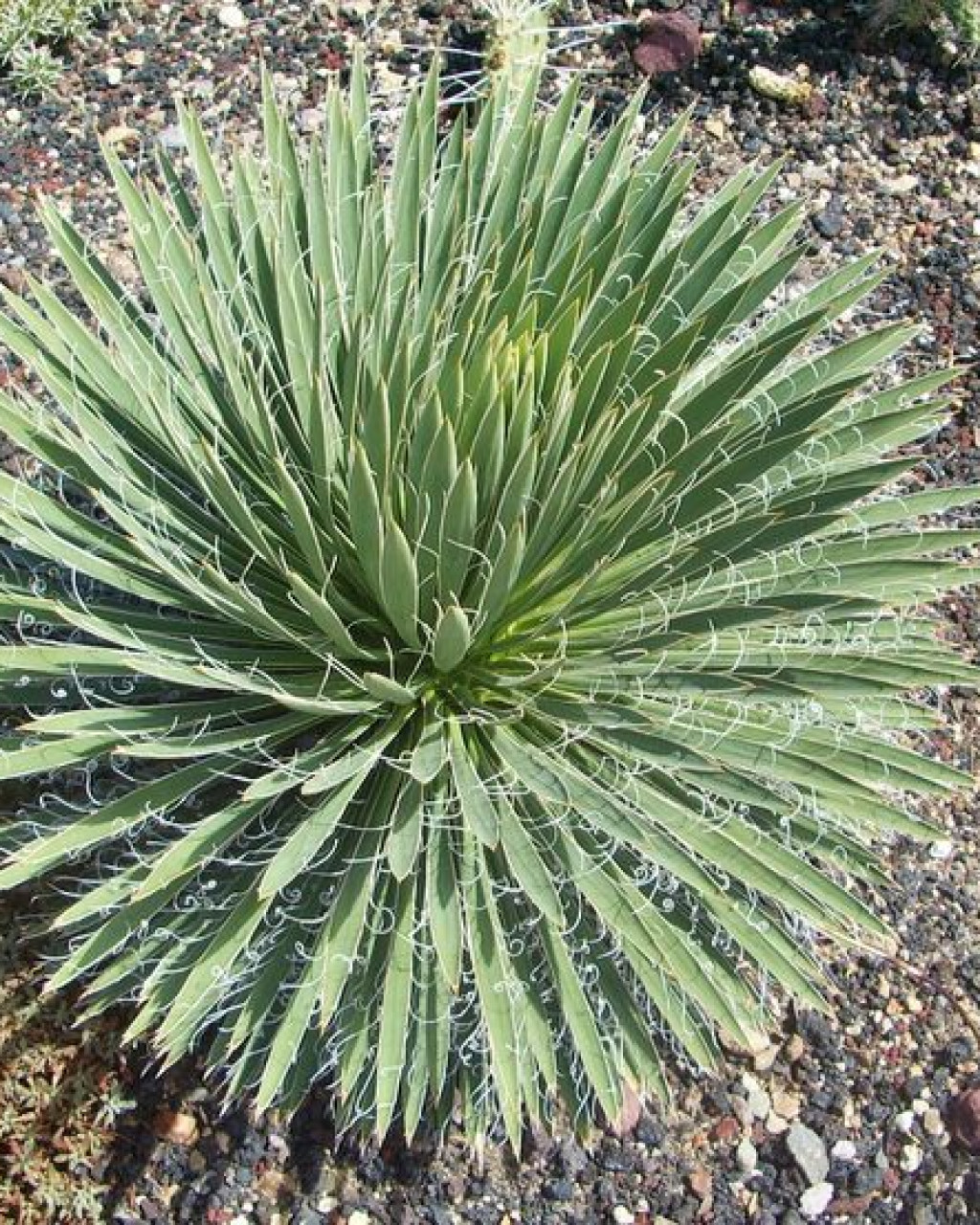 Yucca nana