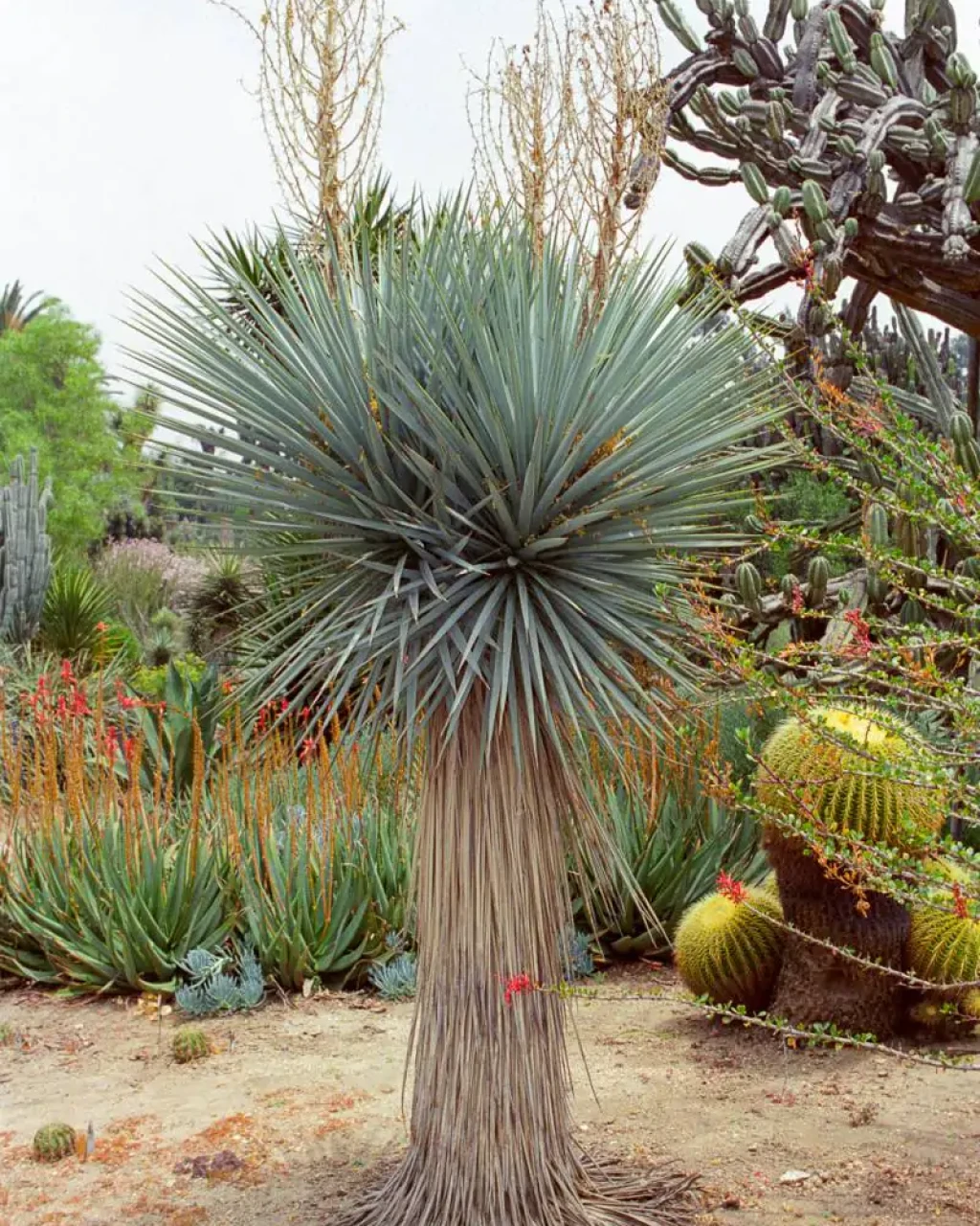 Yucca rigida