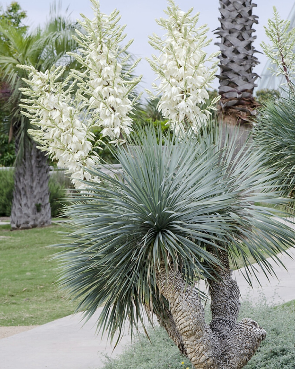 Yucca rostrata