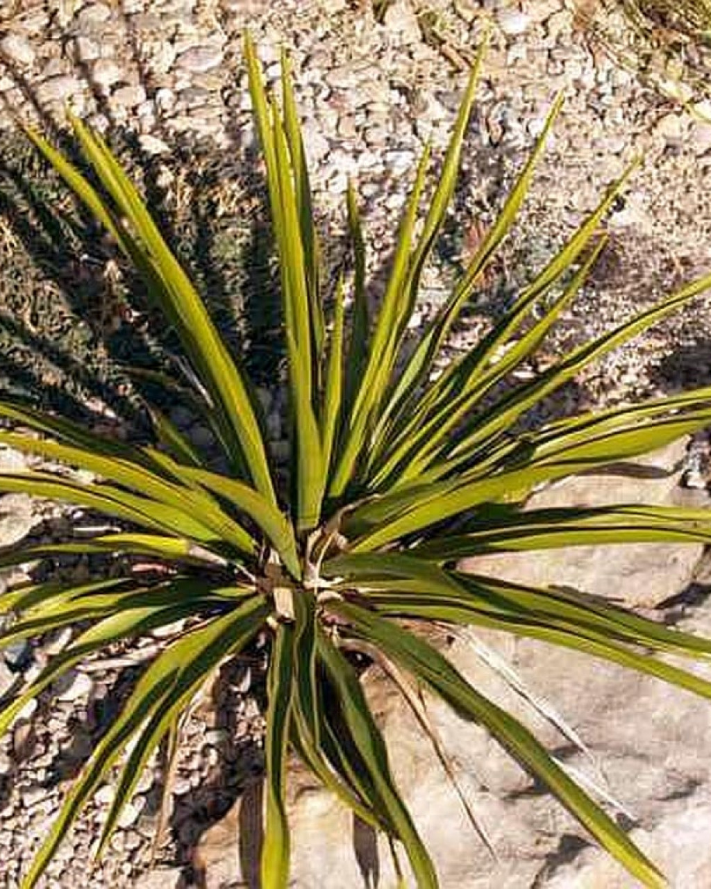 Yucca rupicola