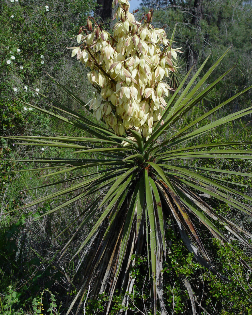 Yucca schidigera