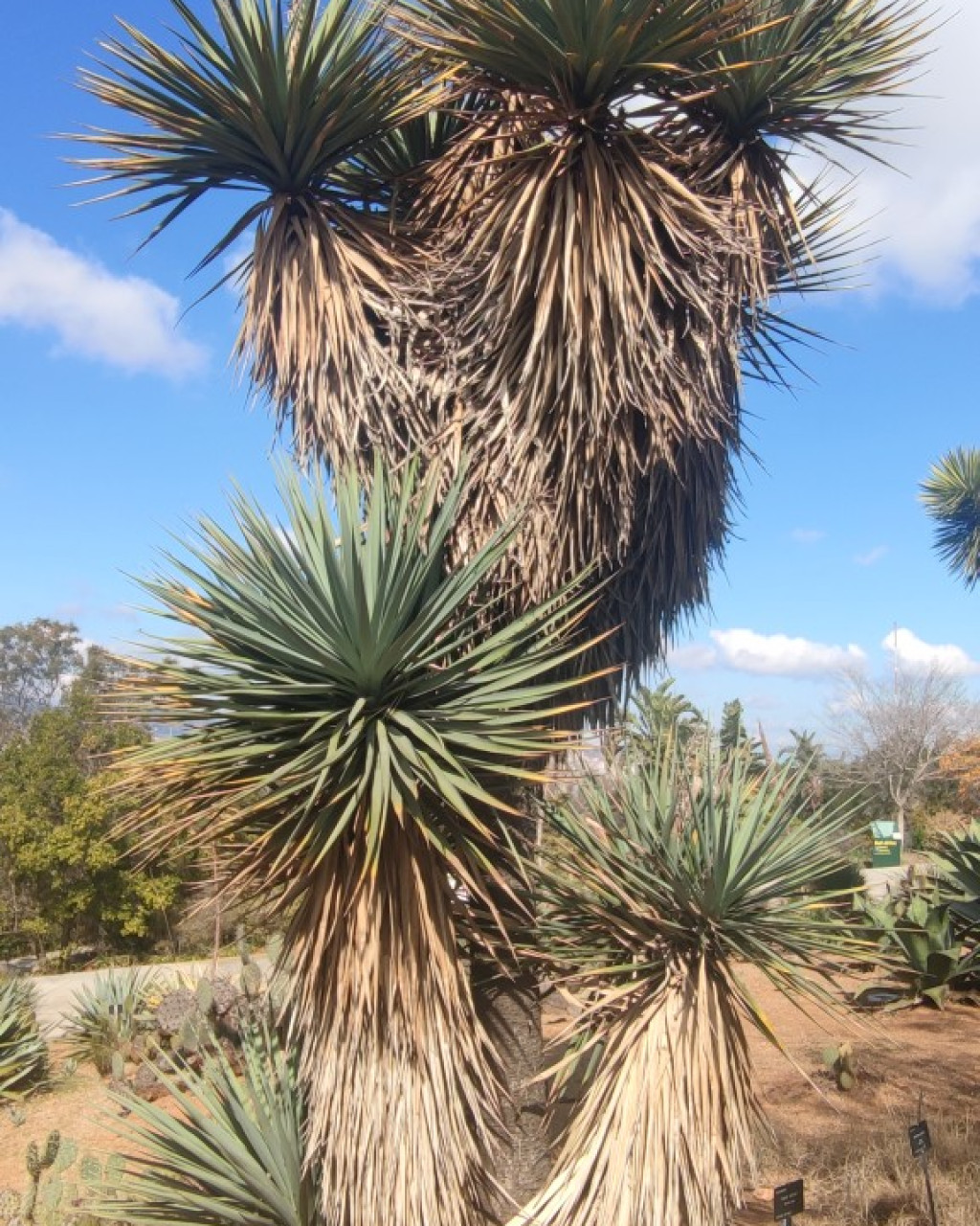 Yucca schottii