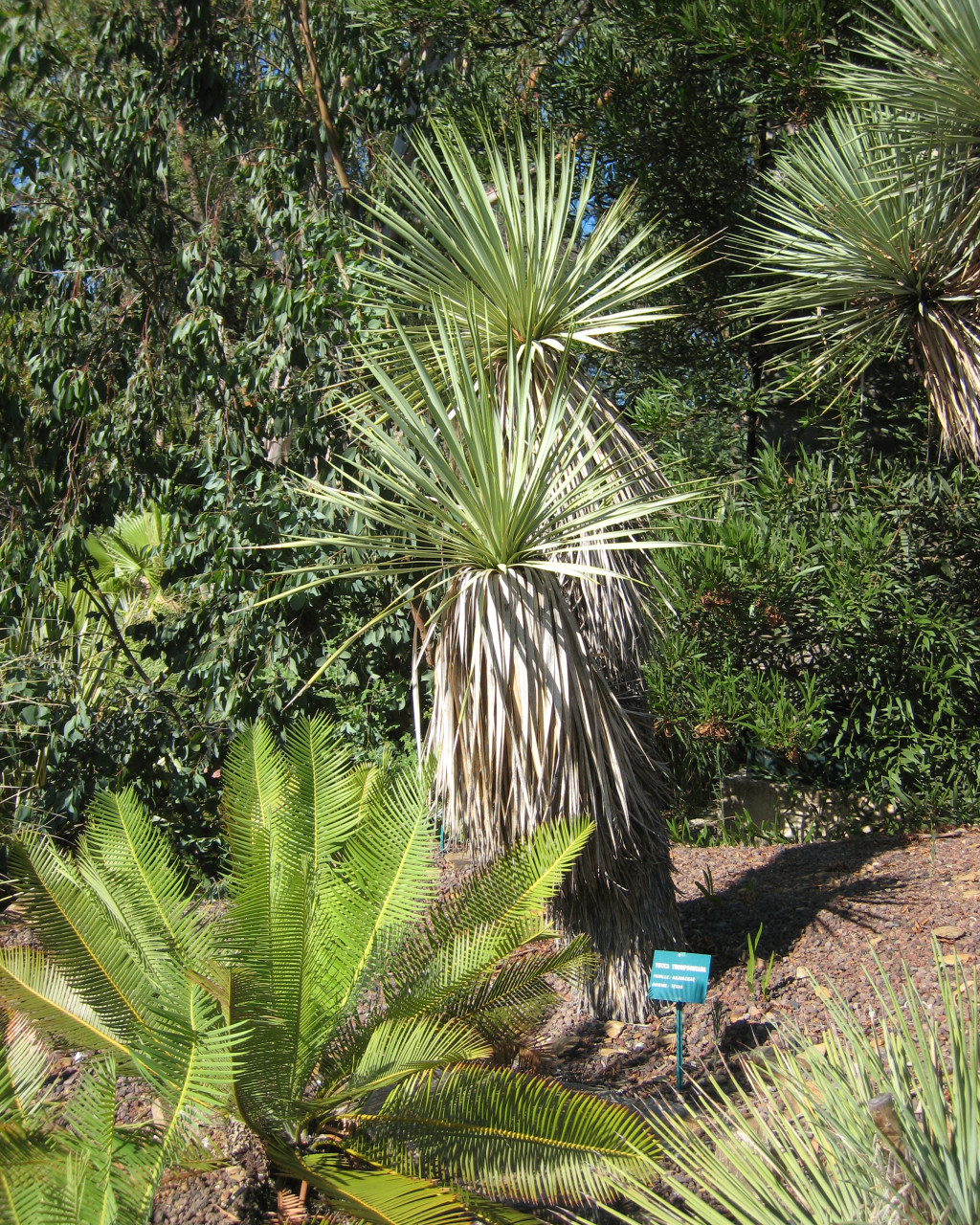 Yucca thompsoniana