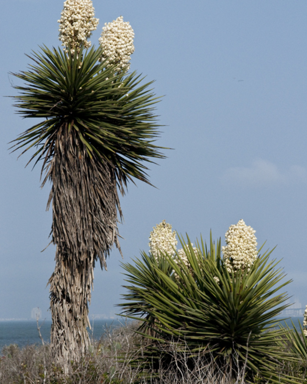 Yucca treculeana
