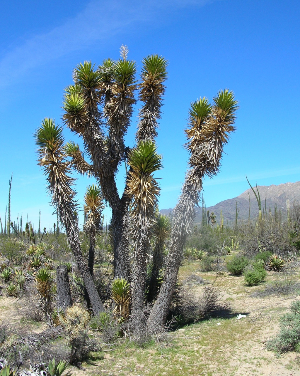 Yucca valida