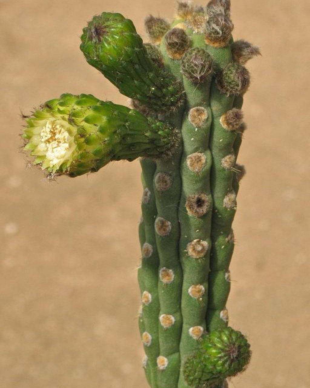 Yungasocereus inquisivensis