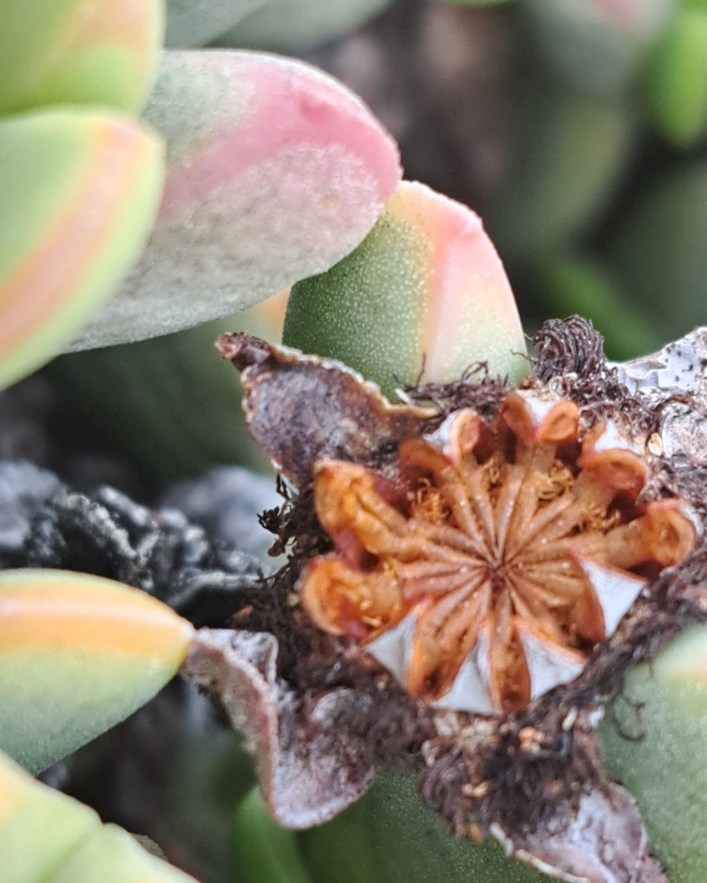 Zeuktophyllum calycinum