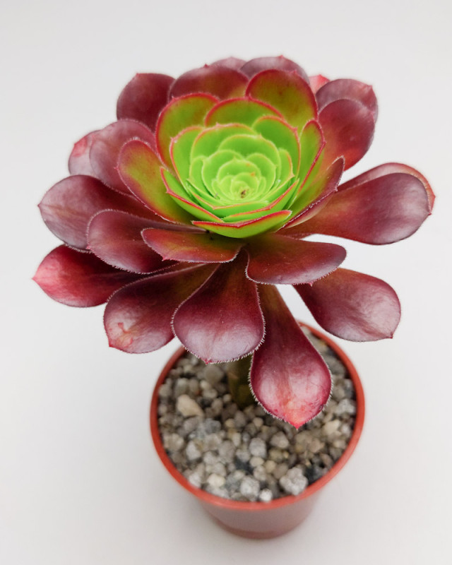 aeonium-plum-purdy-194805.jpg