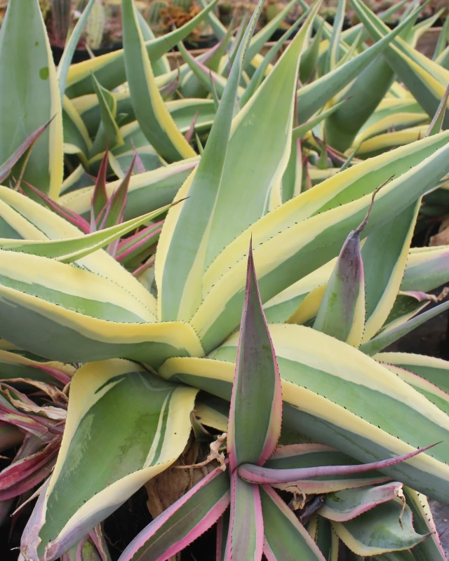 15 Seeds - Agave Guiengola 'Creme Brulee' | Rare Exotic Succulent Aloe Plant