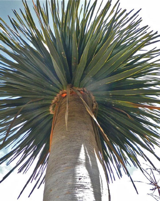 Dracaena Cinnabari - insukuland